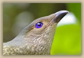 Satin Bowerbird - Ptilonorynchus violaceous - © B Hull