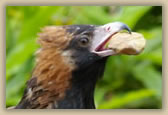 Black-Breasted Buzzard - Hamirostra melanosternon - © B Hull