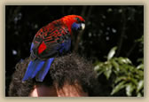 Crimson Rosella and Bernard - © B Hull