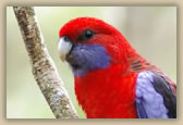 Crimson Rosella - Platycercus elegans - © B Hull