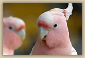 Major Mitchell's Cockatoo - Cacatua leadbeateri - © B Hull