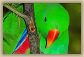 Ectectus Parot (male) - Eclectus roratus - © B Hull