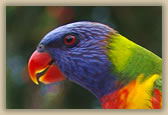 Rainbow Lorikeet - Trichoglossus haematodus - © B Hull