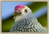 Superb Fruit Dove - Ptilinopus superbus - © B Hull