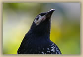 Regent Honey Eater - Xanthomyza phrygia - © B Hull