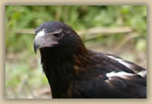 Wedge-Tailed Eagle - Aquila audax - © B Hull