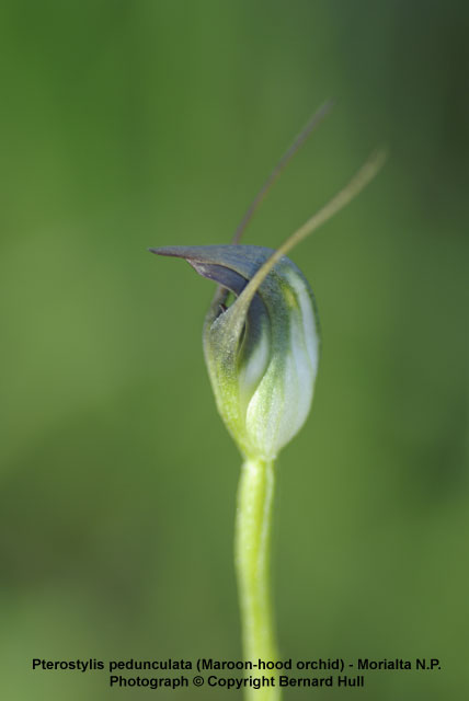 Orchids