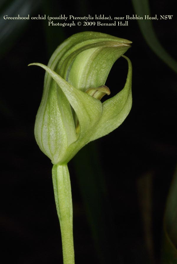 Orchids