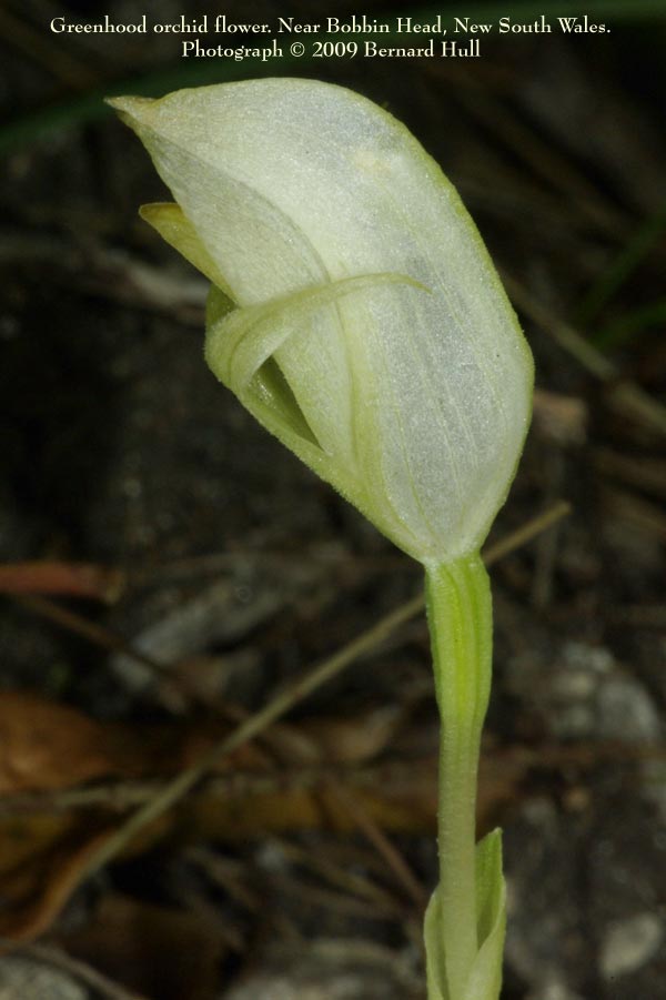 Orchids