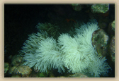 Sea Anemone