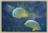 Butterflyfish