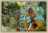 Clownfish