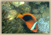 Clownfish 2