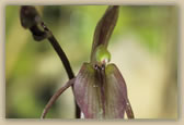 Gnat orchid (magnified)