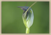 Pterostylis pedunculata