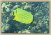 Lattice Butterflyfish