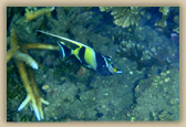 Moorish Idol