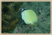 Speckled Butterflyfish