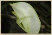 White Pterostylis