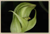 Pterostylis hildae