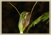 Pterostylis pedunculata