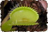 Venus Fly Trap